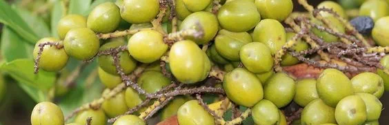Saules palmas auglis